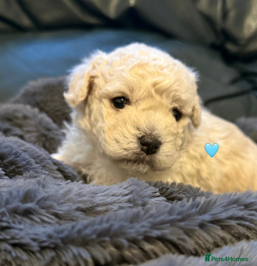 Bichon Frise dogs for sale: Bichon Frise Puppies  - Advert 21