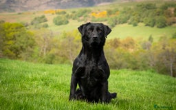 Labrador Retriever dogs for stud: Black Labrador for Stud in Crieff - Image 2