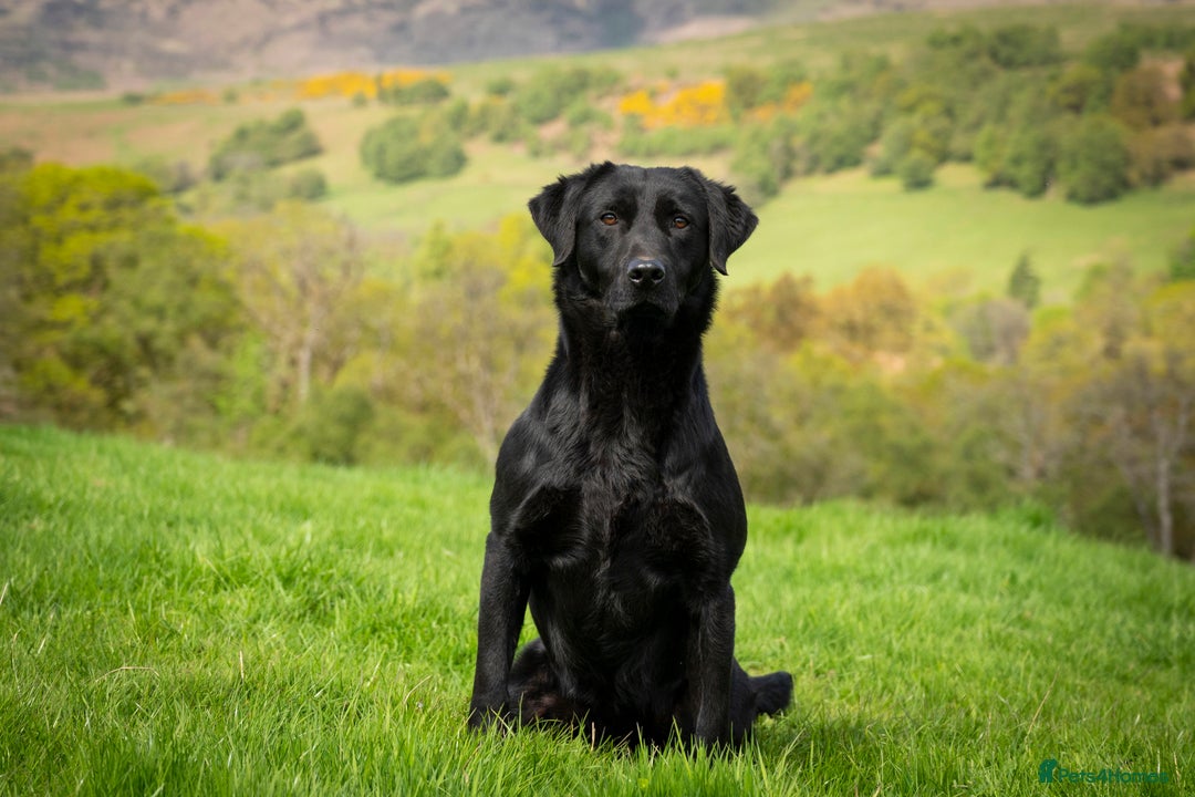 Labrador Retriever dogs for stud: Black Labrador for Stud in Crieff - Image 2