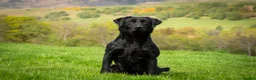 Labrador Retriever dogs for stud: Field Trial Winning Black Labrador for Stud in Crieff - Advert 2