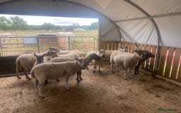 Sheep livestock for sale: 12 Ewes  - Image 8