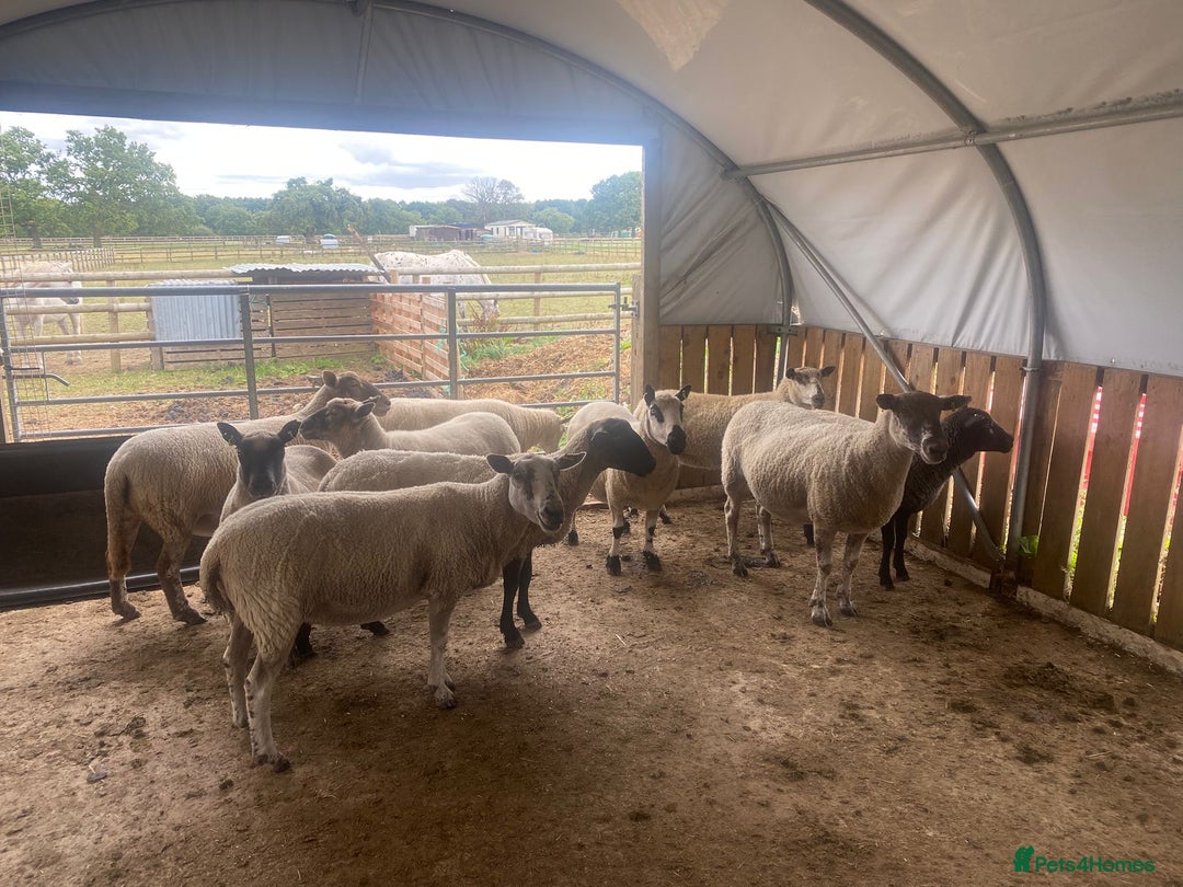 Sheep livestock for sale: 12 Ewes  - Image 8