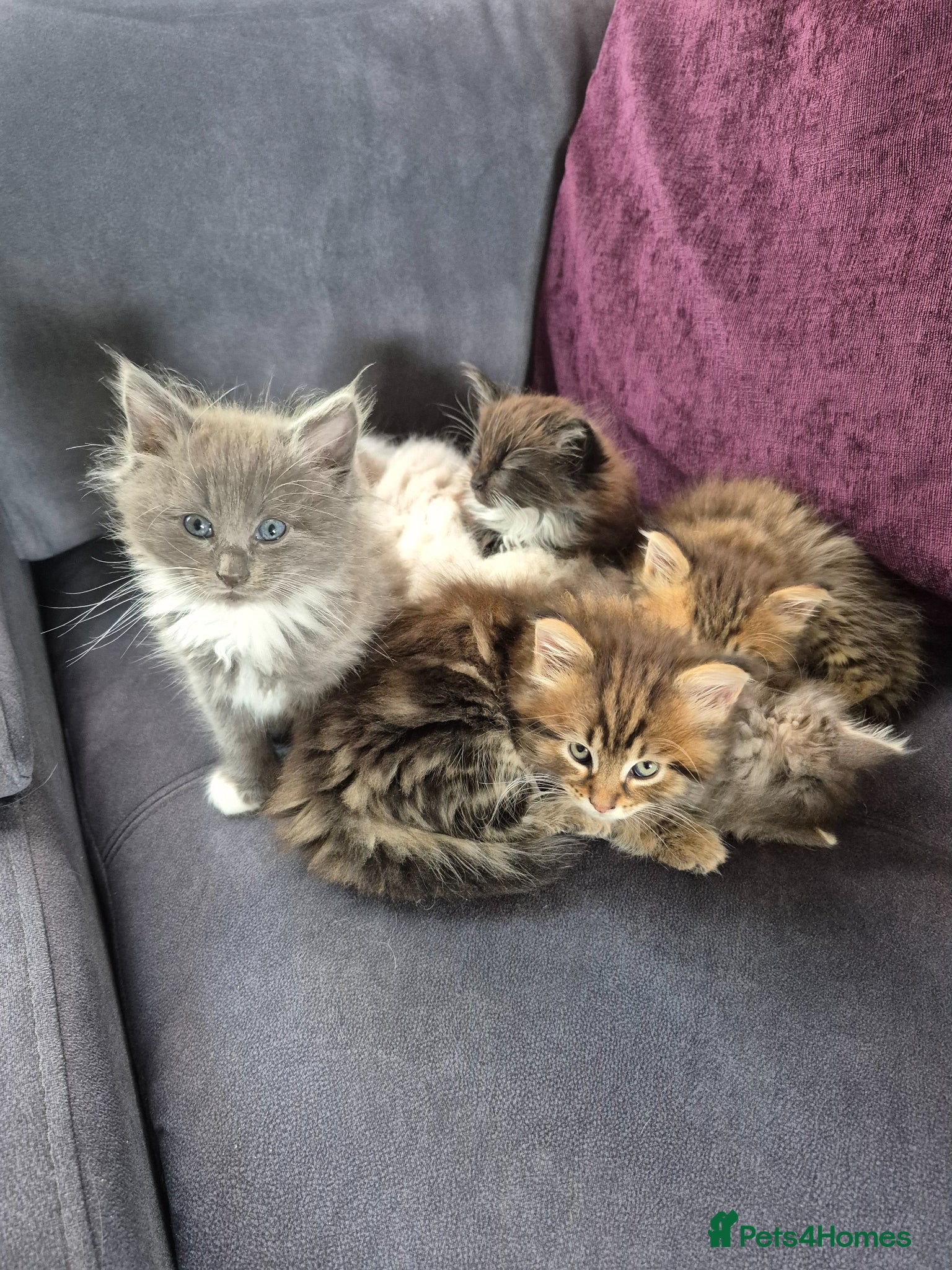 Siberian cats Last baby boy, ready to leave, siberians! - Advert 3