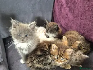Siberian cats Last baby boy, ready to leave, siberians! - Advert 3