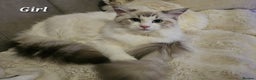 Ragdoll cats for sale: Beautiful GCCF Registered kittens  - Advert 9