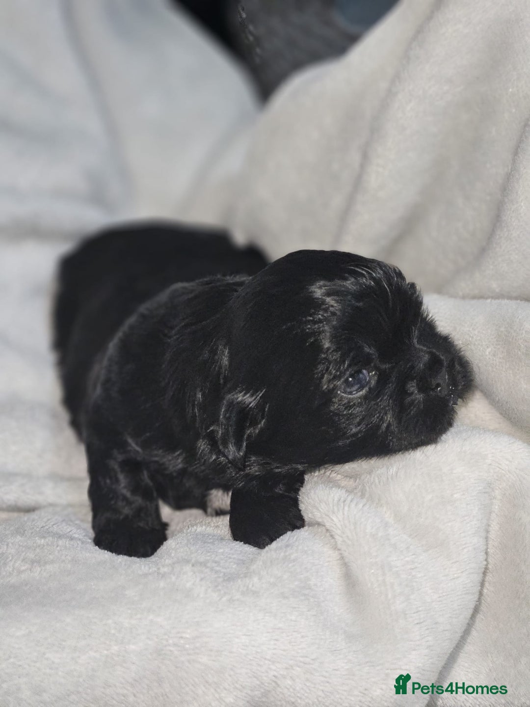 Shih Tzu dogs for sale: Shih tzu puppies  - Advert 4