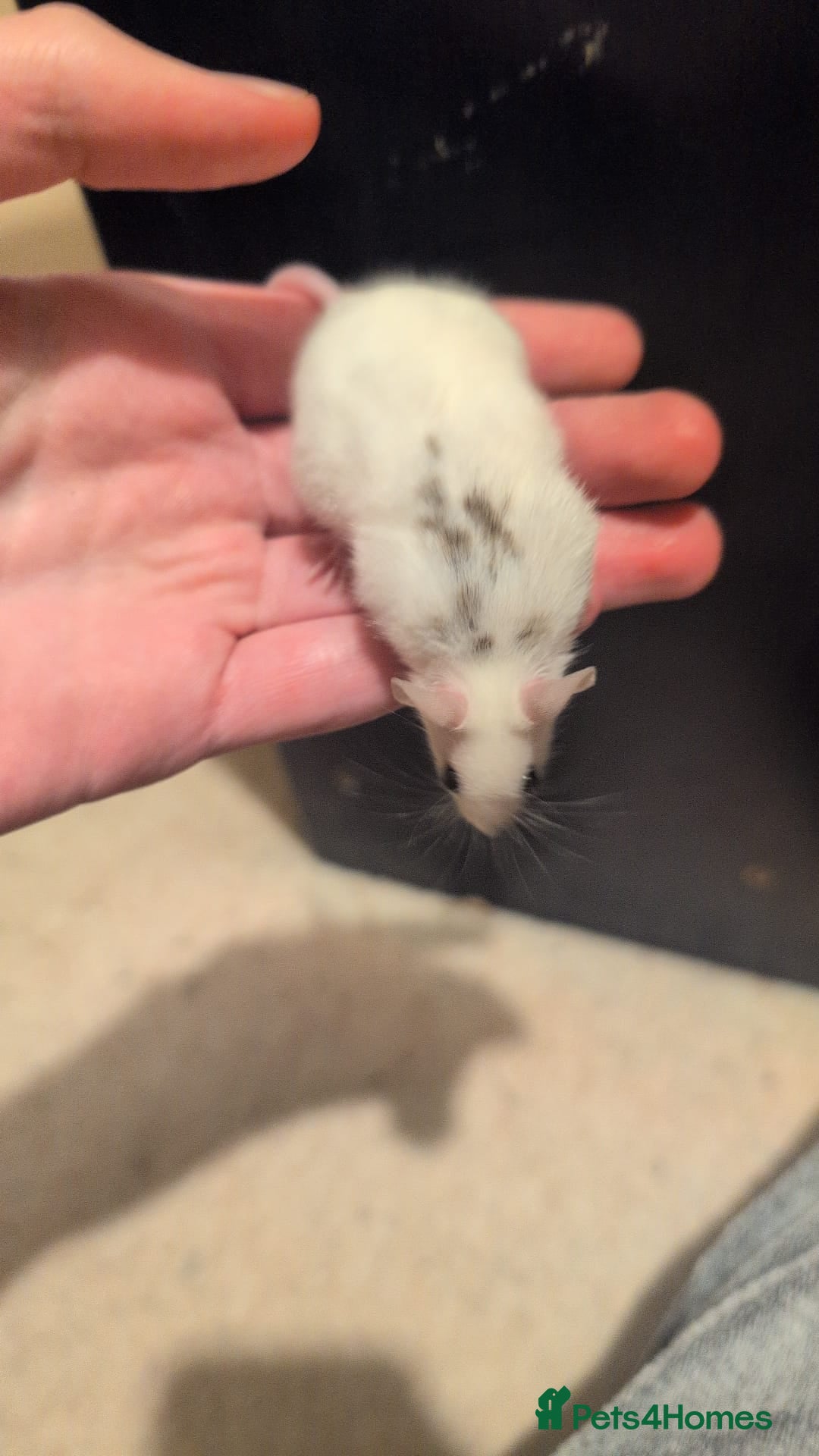 Mouse rodents for sale: Super tame handled African soft fur mice  - Image 19