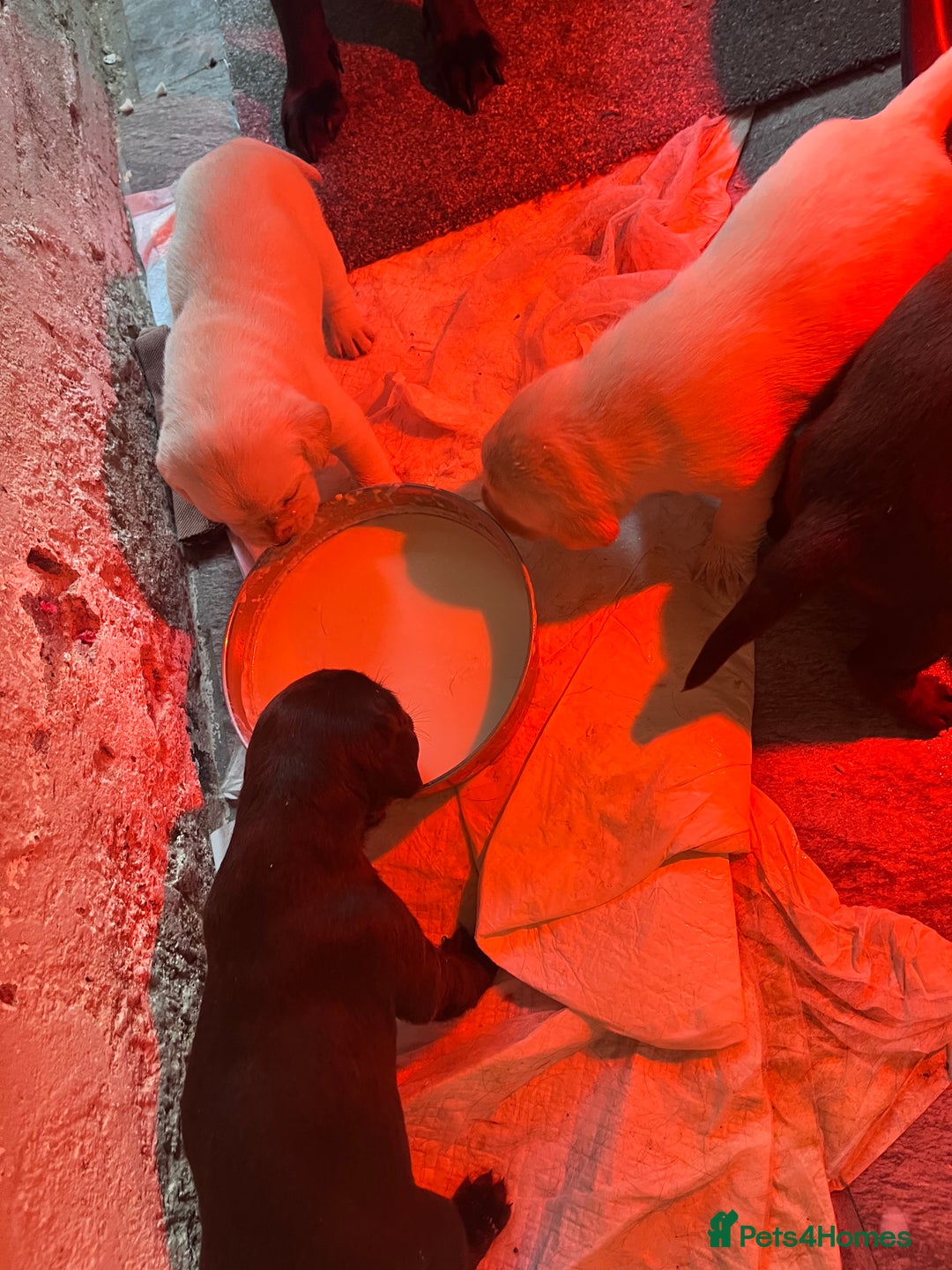 Labrador Retriever dogs for sale: 🌟 Fully vaccinated Chunky pedigree Labradors 🌟  - Advert 15