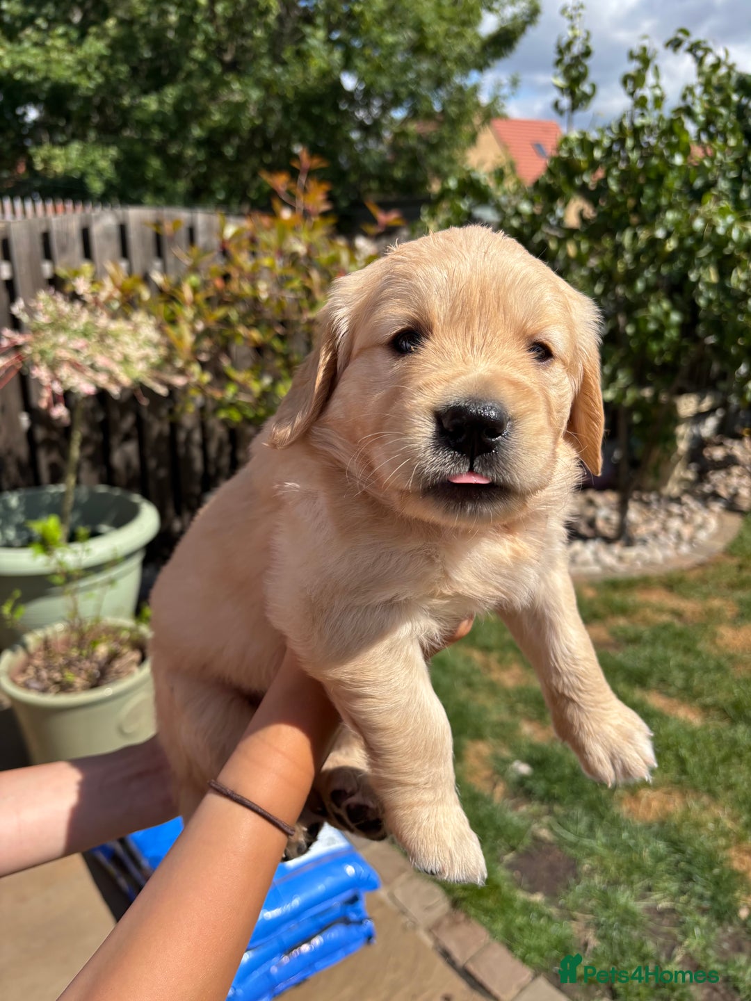 Golden Retriever dogs for sale: Ready now - Golden Retriever Puppies  - Image 8