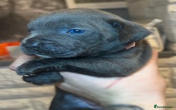 Mixed Breed dogs for sale: Cane Corse X puppies  - Image 6