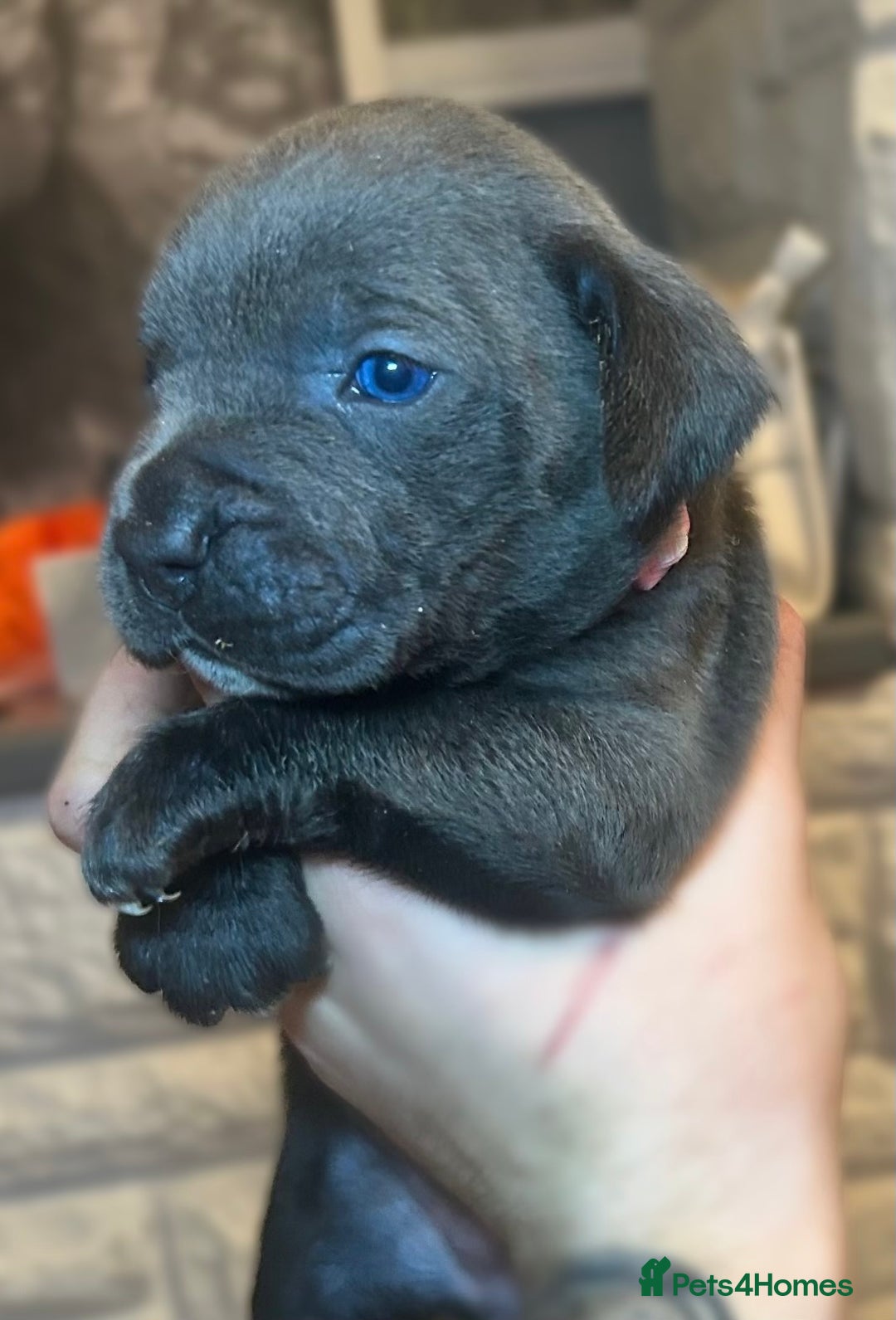 Mixed Breed dogs for sale: Cane Corse X puppies  - Image 6