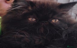 Persian cats for sale: Exotic Persian Kittens / last one baby boy in Romford - Image 13