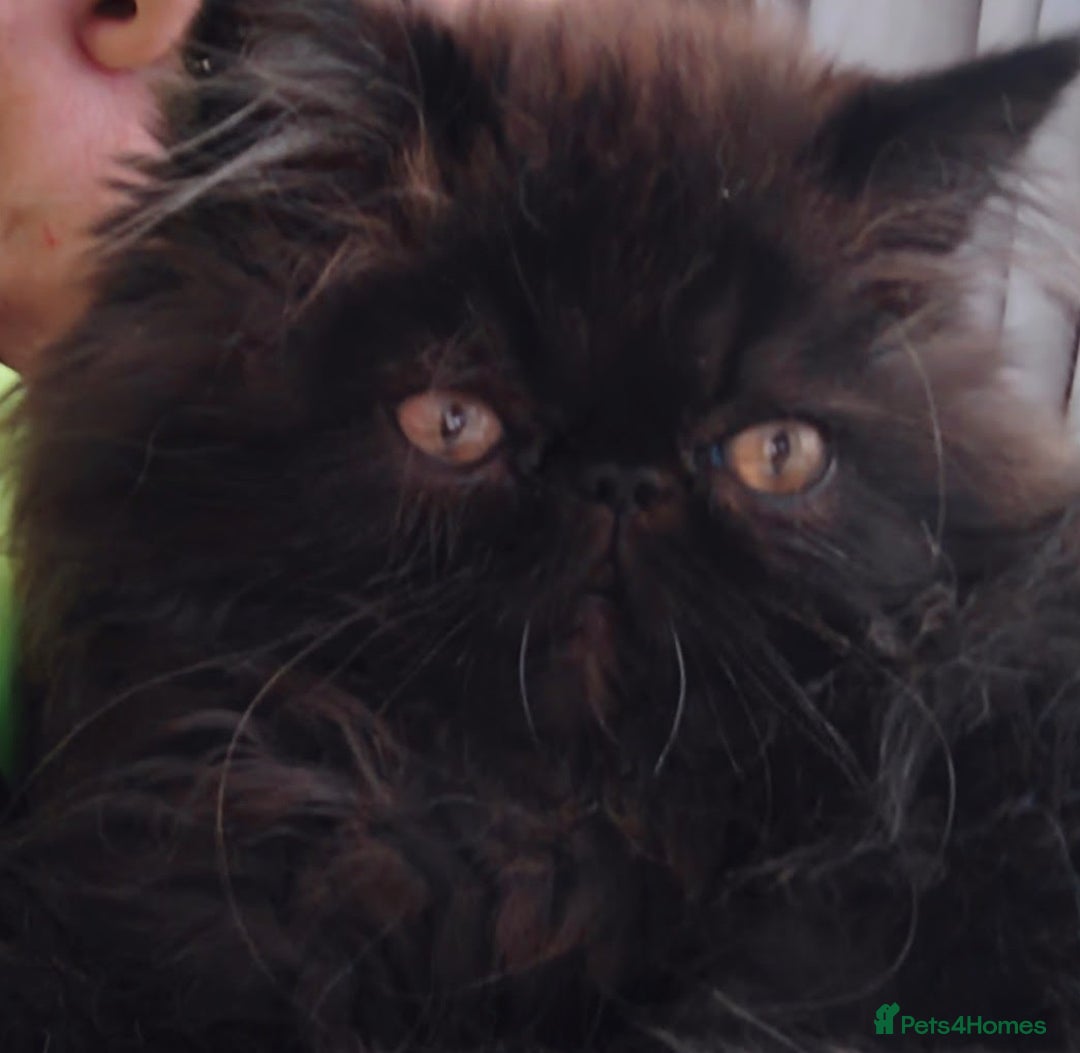 Persian cats for sale: Exotic Persian Kittens / last one baby boy in Romford - Image 13