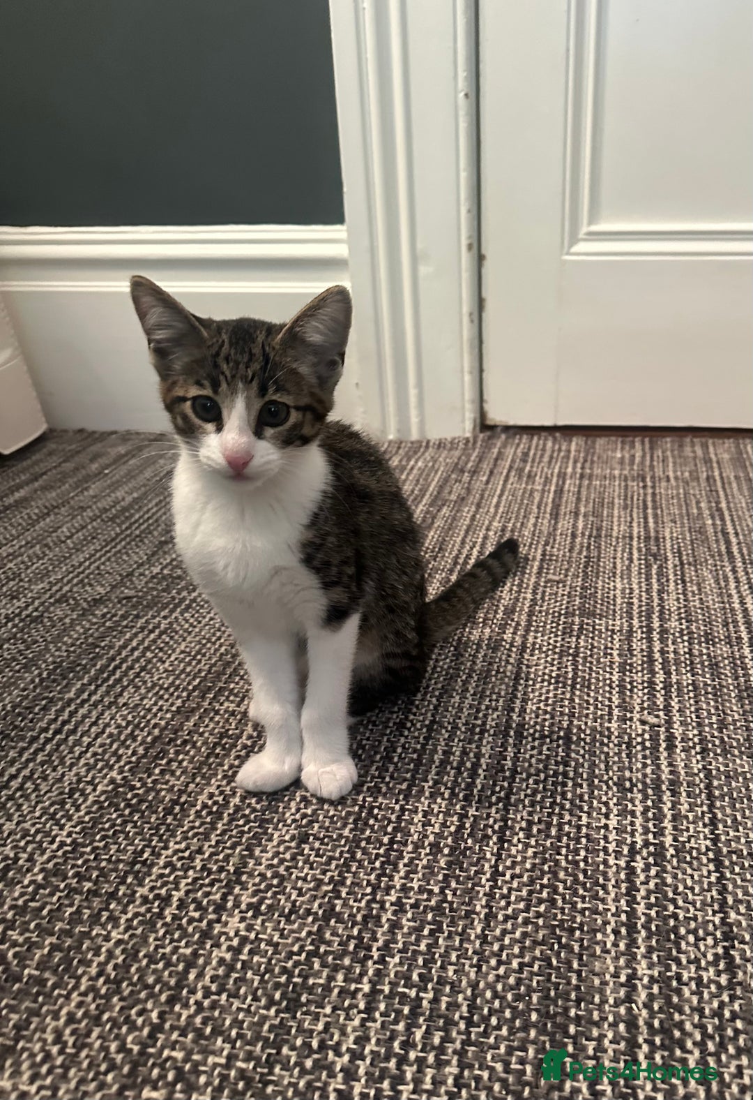 Savannah cats for sale: Savannah  - Image 13