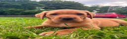 Labrador Retriever dogs for sale: Ready now Red Labrador puppies  - Advert 4