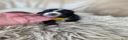 Bernese Mountain Dog dogs for sale: Stunning boys and girls - Advert 11