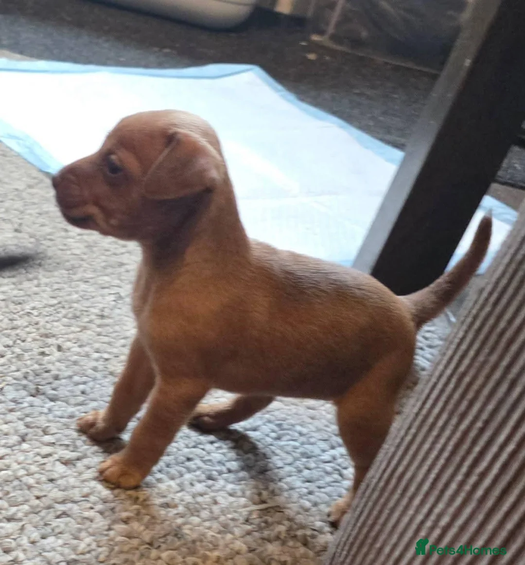 Mixed Breed dogs for sale: Stunning 3/4 patterdale, 1/4 border terrier pups.  - Advert 9