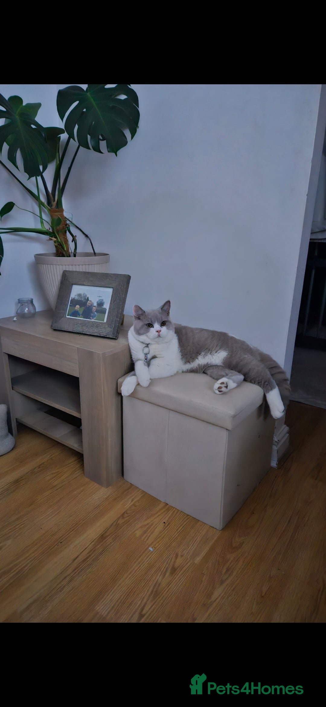 British Shorthair cats Storm in Derby - Advert 1