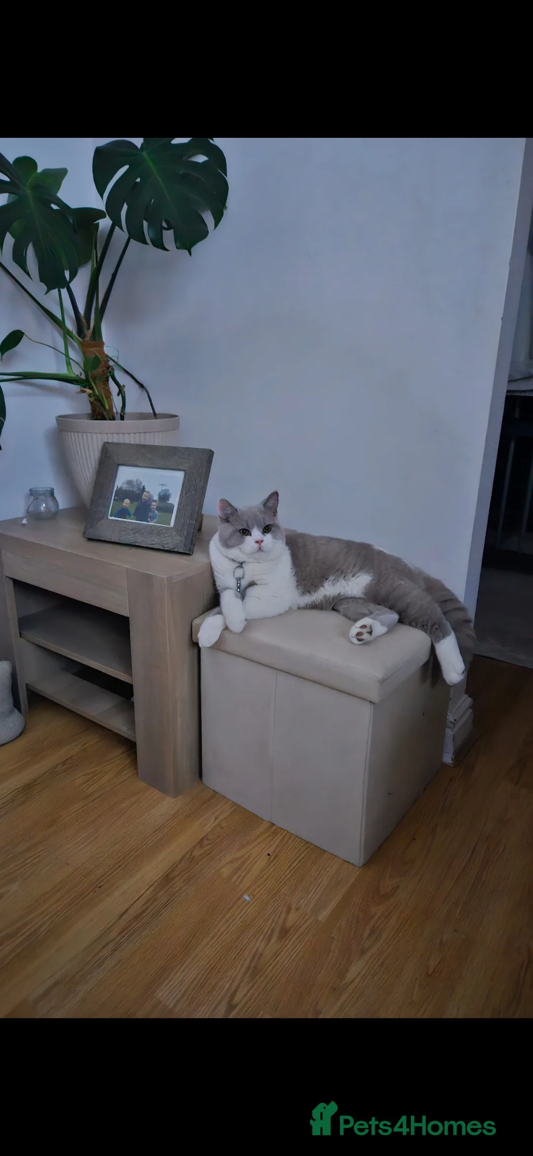 British Shorthair cats for stud: Storm in Derby - Advert 1