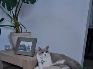 British Shorthair cats Storm in Derby - Advert 15