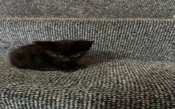 British Shorthair cats for sale: 4 beautiful kittens and mother up for adoption - Image 3