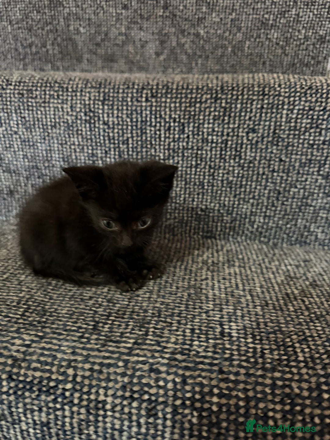 British Shorthair cats for sale: 4 beautiful kittens and mother up for adoption - Image 3