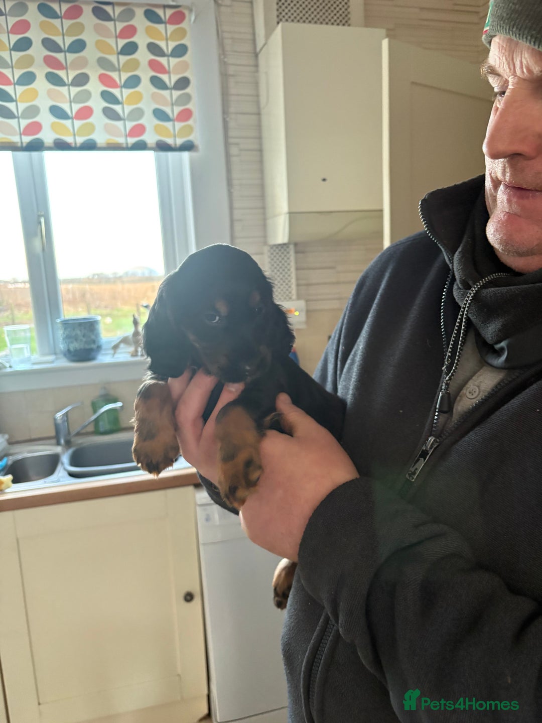 Cocker Spaniel dogs for sale: Beautifully marked Cocker Spaniel Pups For Sale - Advert 18