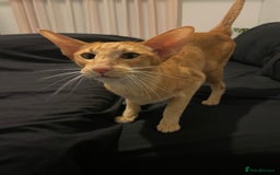 Oriental cats for sale: Male neutered oriental cat  - Image 3