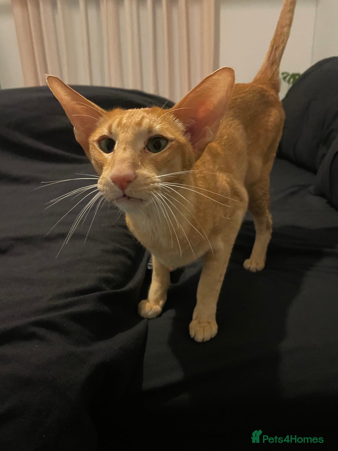 Oriental cats for sale: Male neutered oriental cat  - Image 3