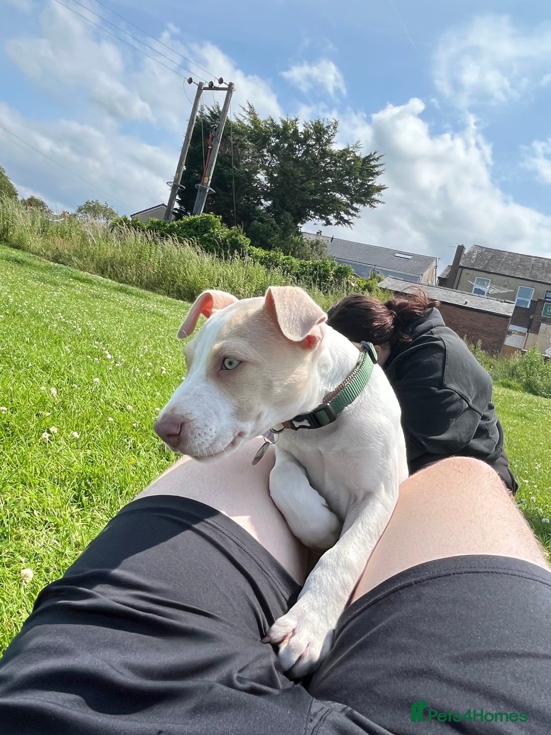 Mixed Breed dogs for sale: Staffy Cross Puppy for Sale  - Image 2
