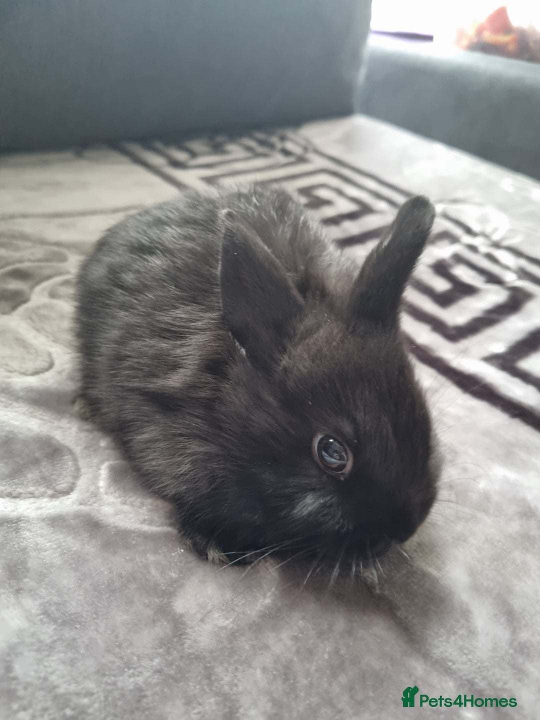Mixed Breed rabbits for sale: Baby rabbits - Advert 5