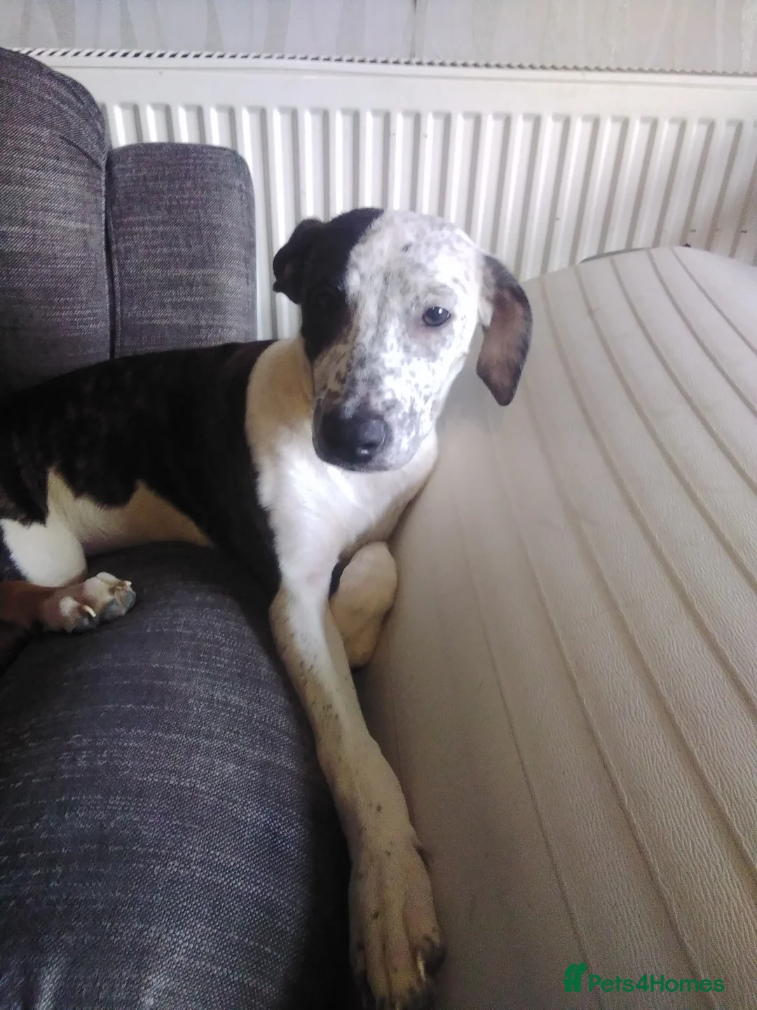 Mixed Breed dogs for sale: Female bullying greyhound  in Leicester - Advert 1