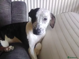 Mixed Breed dogs Female bullying greyhound in Leicester - Advert 1