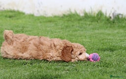Cockapoo dogs for sale: Beautiful Cockapoo puppies for sale - Image 24