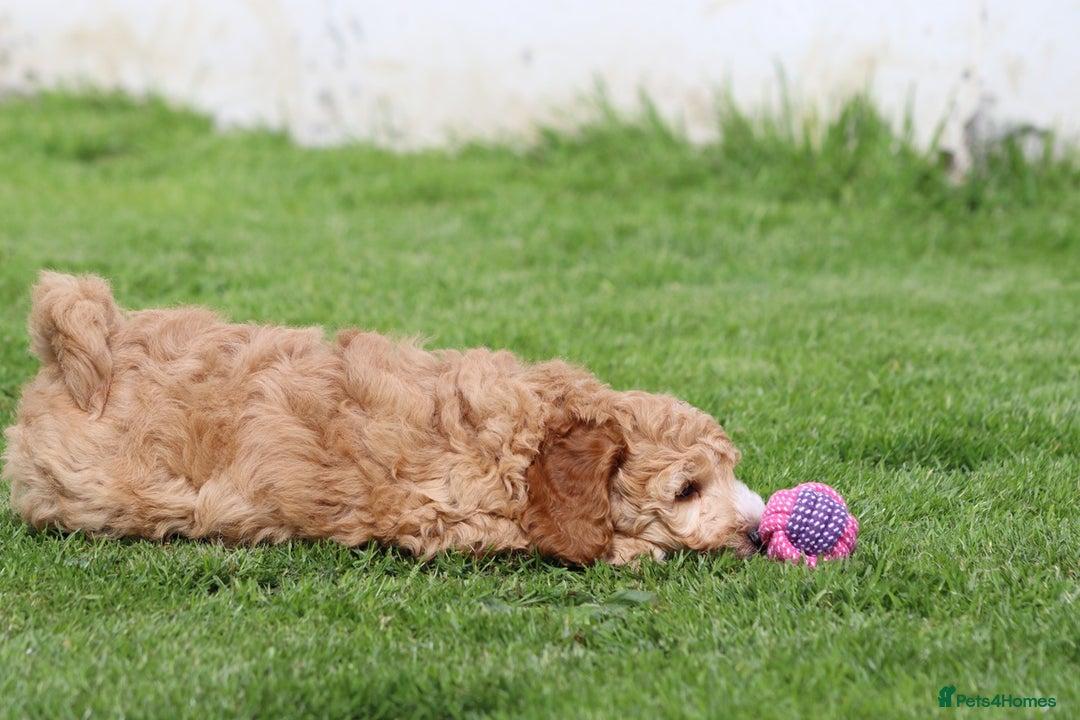 Cockapoo dogs for sale: Beautiful Cockapoo puppies for sale - Image 24