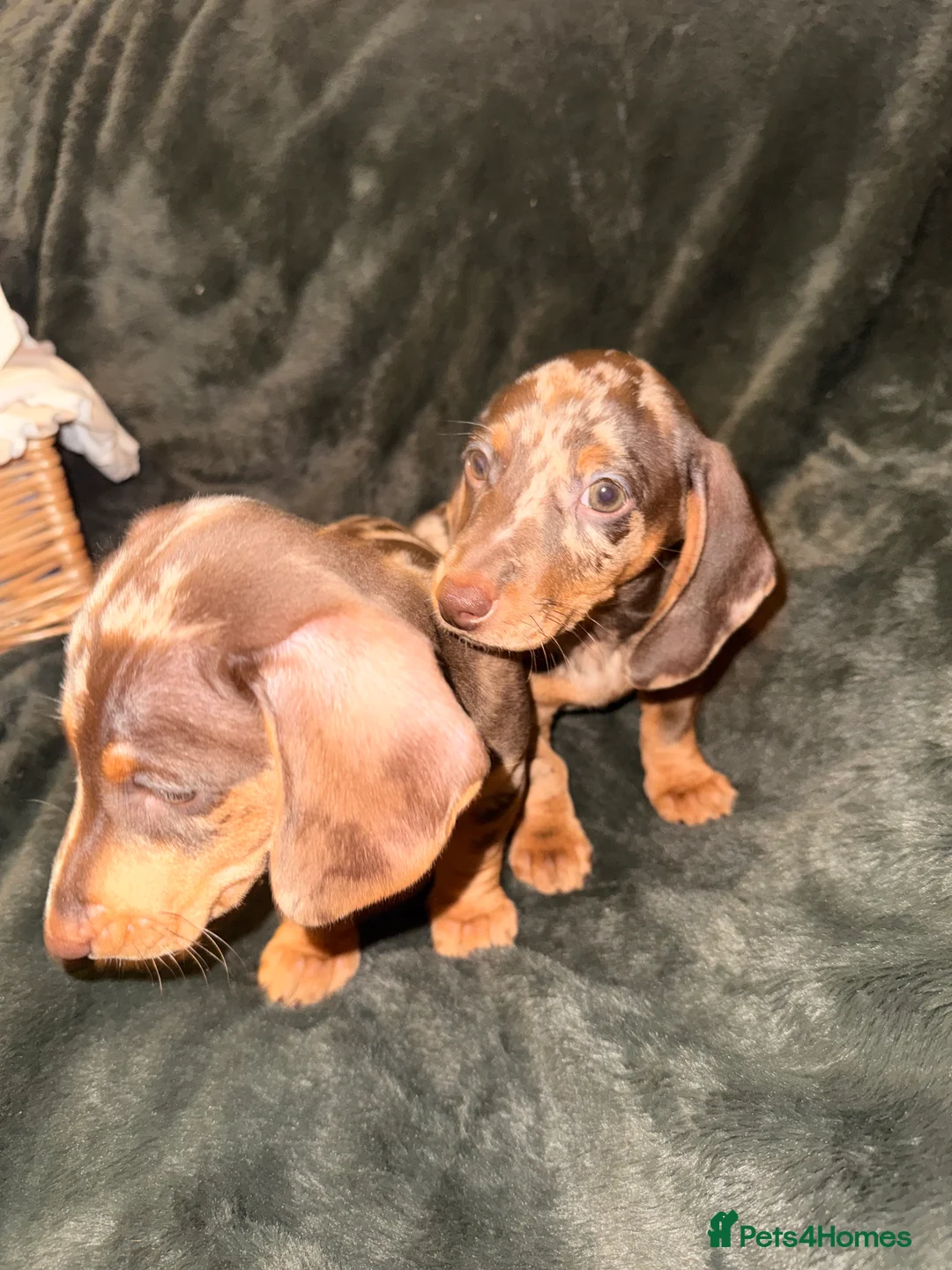 Miniature Dachshund dogs for sale: Stunning Mini-Dachshund litter - Advert 5