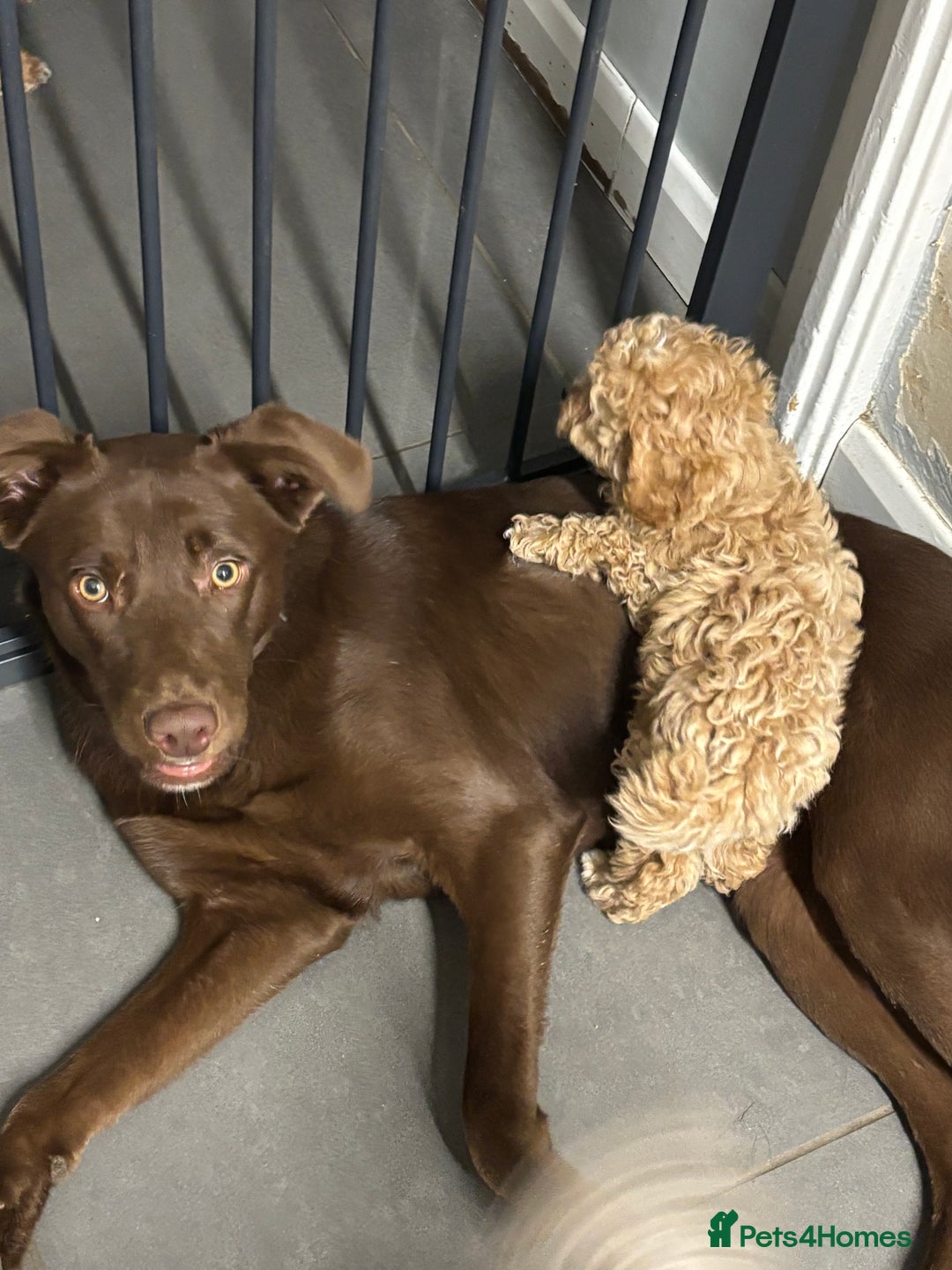 Borador dogs for sale: Colli cross lab  - Advert 1