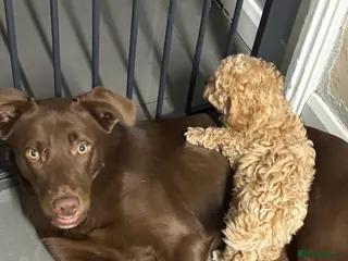 Borador dogs Colli cross lab - Advert 11