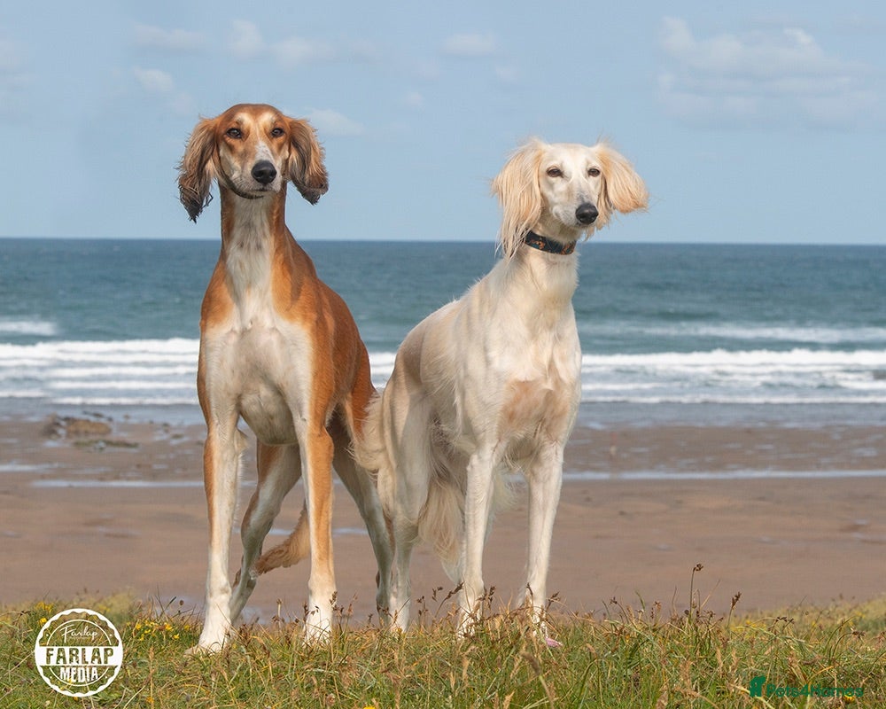 Saluki dogs Kc saluki puppies  - Advert 2