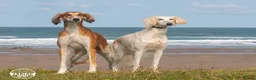 Saluki dogs for sale: Kc saluki puppies  - Advert 7