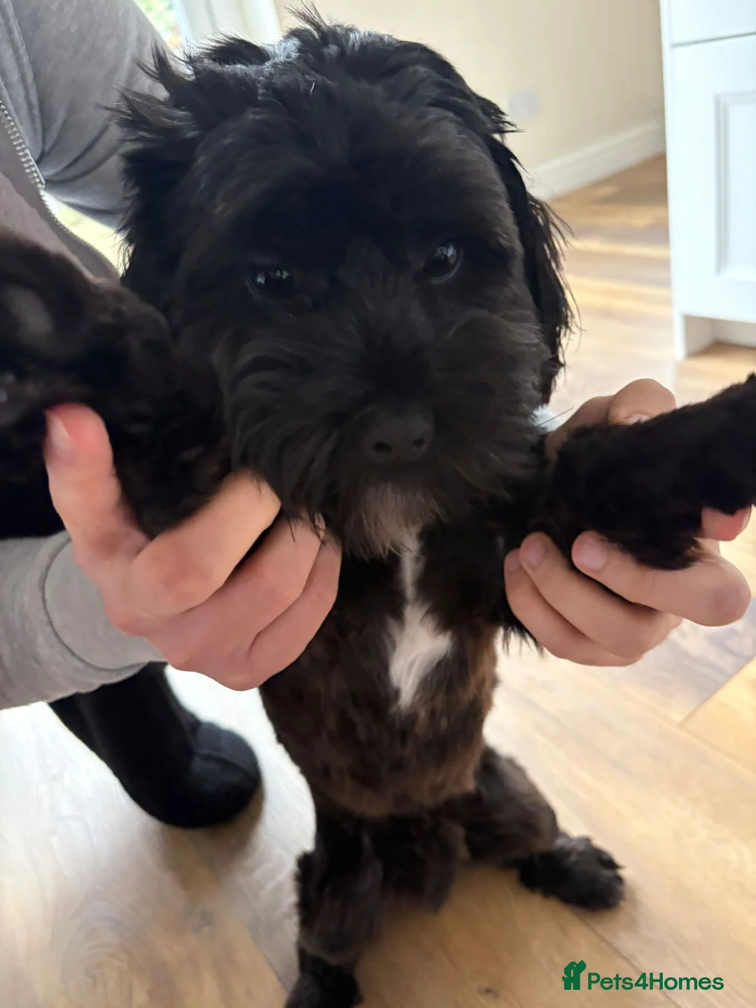 Mixed Breed dogs for sale: 6-Month-Old Lhasa Apso x Shih Tzu for a 4ever Home - Advert 4