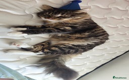 Mixed Breed cats for sale: Maine coon+BLR Cat - Image 8