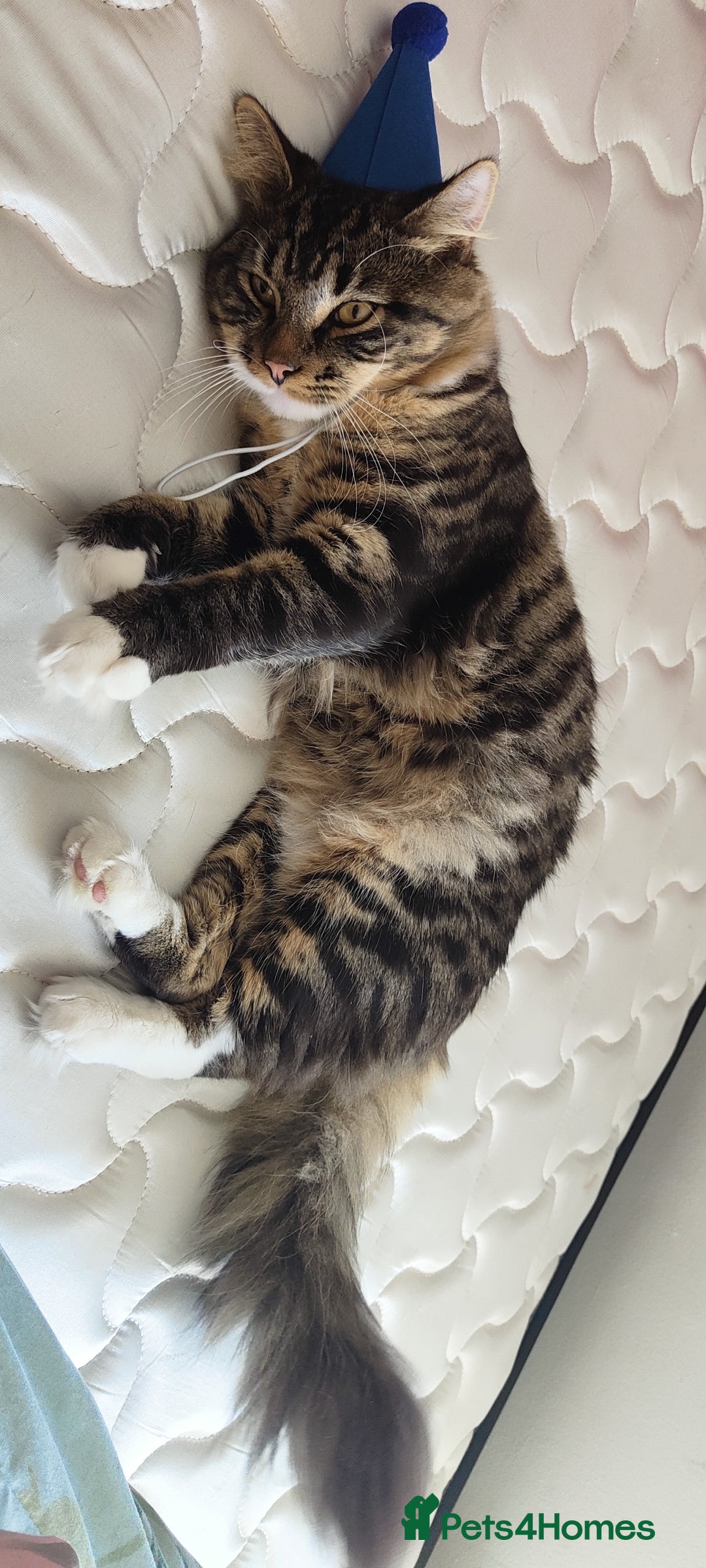 Mixed Breed cats for sale: Maine coon+BLR Cat - Image 8
