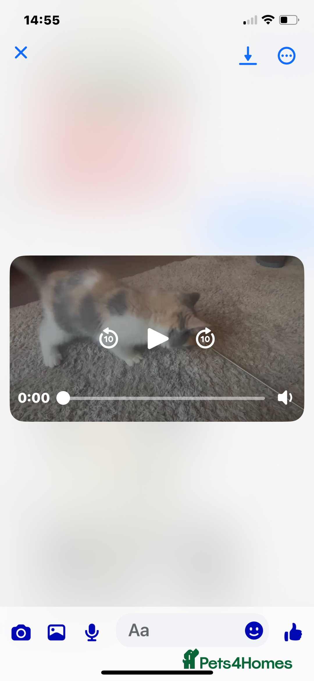 Persian cats for sale: Persian exotic kittens - Image 4