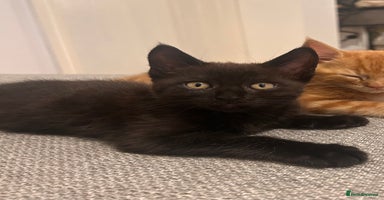 Maine Coon cats - Advert 12