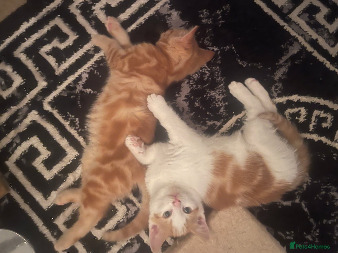 Mixed Breed cats for sale: Looking for forever home - Image 9