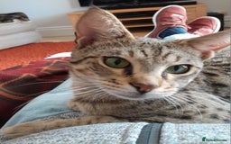 Savannah cats for sale: Pedigree Early generation TICA Reg Savannah Lady in Darlington - Image 13