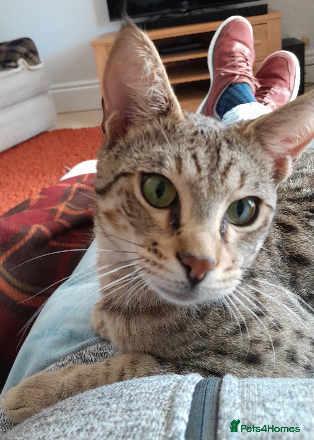 Savannah cats for sale: Pedigree Early generation TICA Reg Savannah Lady in Darlington - Image 13