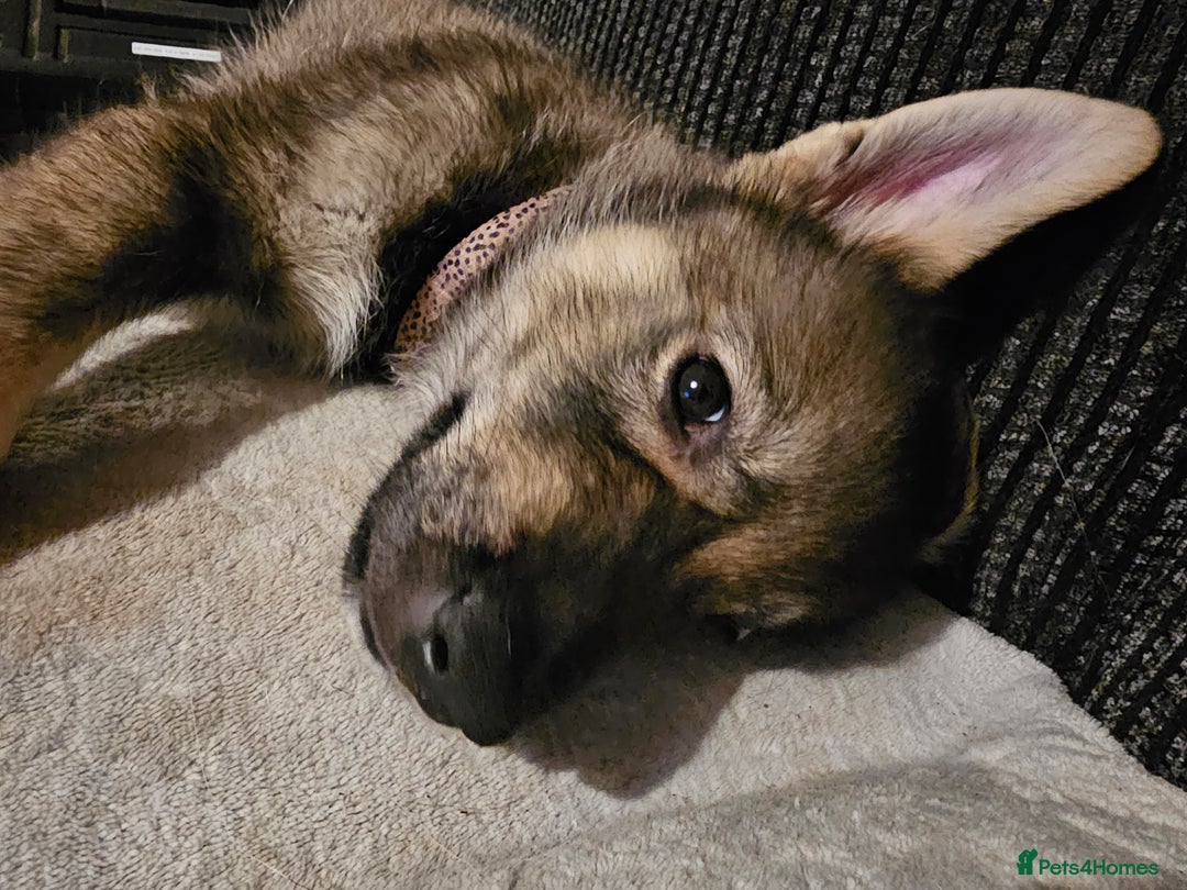 Mixed Breed dogs for sale: Husky × German Shepherd / Malamute Puppies - Advert 13