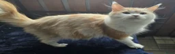 Maine Coon cats for sale: Tica Maine Coon kittens - Advert 4